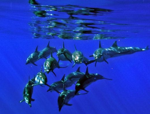 Dolphin Excursions Hawaii