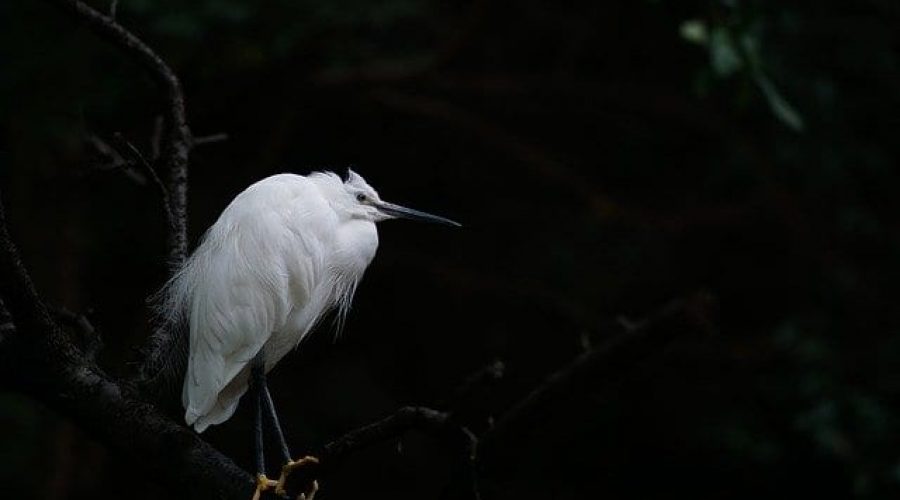 Top Spots for Bird Watching Holidays in South America