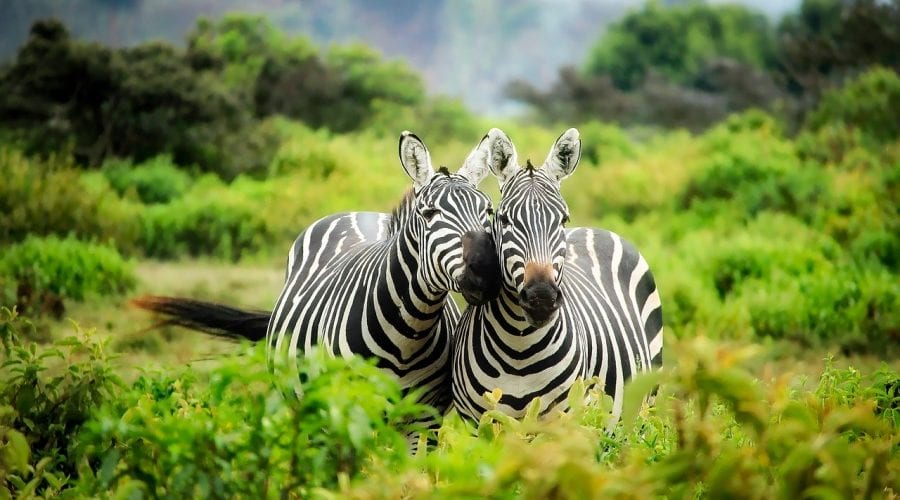 The Masai Mara – Kenya’s Pride and Africa’s No. 1 Tourist Destination