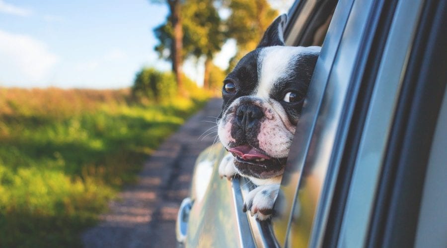 Pet Friendly Destinations – Top 10 International Picks For a Vacation With Your Pet