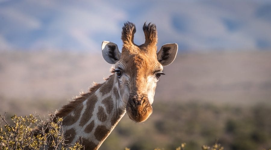 African Safari Tour