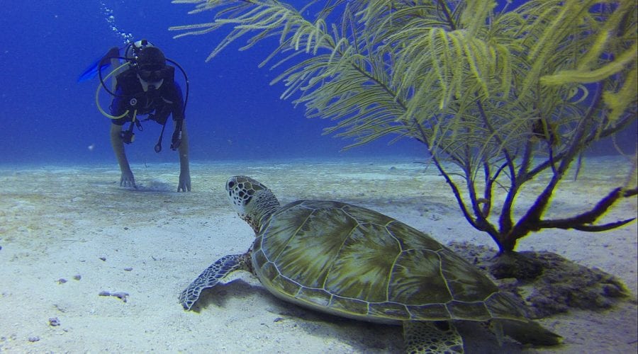 Scuba Diving in Bonaire